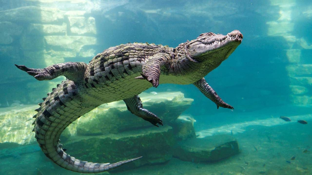Un cocodrilo se sumerge detrás del cristal de un acuario en el Dubai Crocodile Park.