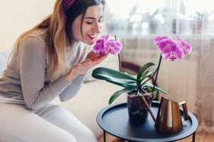 Aquí, se presentan 5 consejos esenciales para cuidar las orquídeas en casa y lograr una floración hermosa.