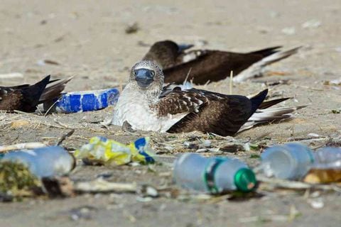 Plásticos en los mares y playas.