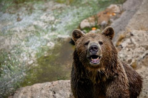 El oso grizzly casi acaba con la vida del veterano de Montana