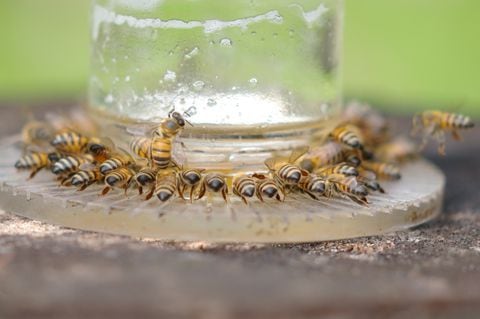 fórmula para proteger la memoria de las abejas y otros polinizadores de insecticidas.