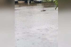 Cocodrilo fue grabado nadando en una calle de Florida tras el paso del huracán Ian