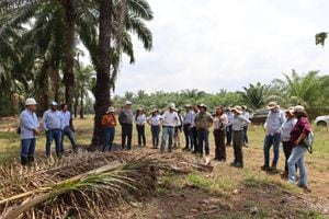 En la Plantación Palmar de Giramena, los asistentes a la visita del BM observan el manejo de coberturas en San Carlos de Guaroa.