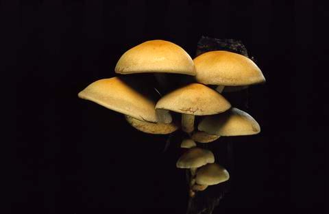 Los hongos también son conocidos por proveer zinc, calcio, ácido fólico y vitamina D a las personas que los consumen.