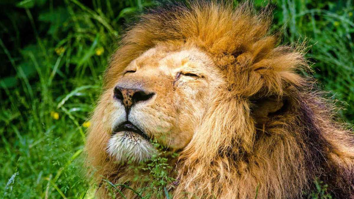 Los leones son criados para luego ser sacrificados por turistas, quienes pagan por cazarlos. Foto: Pixabay. 