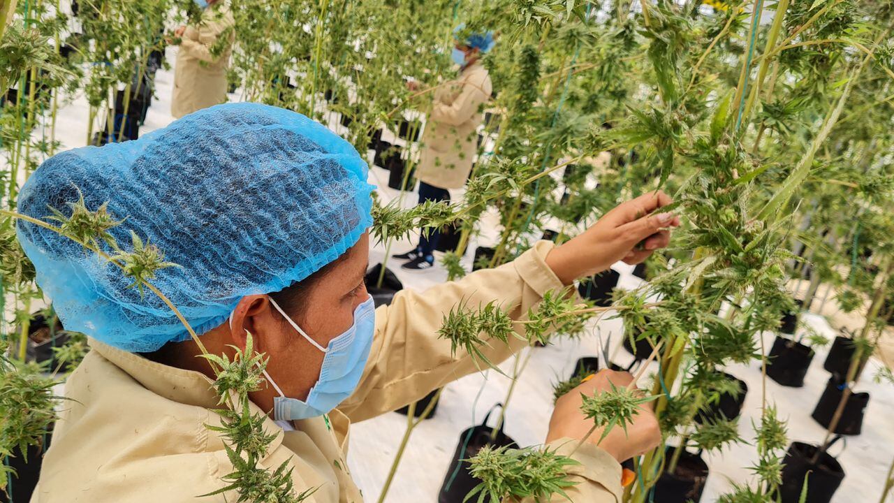 Con el nuevo decreto que firmó el presidente Iván Duque para autorizar la exportación de flor de cannabis, los empresarios ya empezaron a hacer sus cuentas de crecimiento.