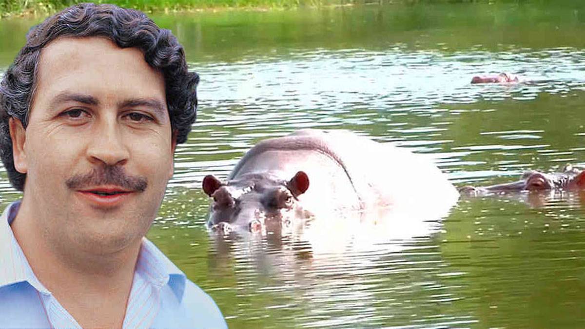 Los hipopótamos de Pablo Escobar siguen multiplicándose en el Magdalena Medio