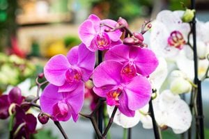 Las orquídeas son símbolo de buen suerte.