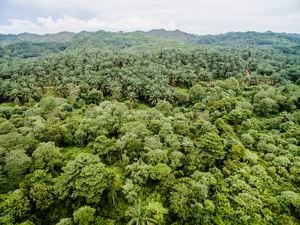 El país tiene 21 departamentos donde se cultiva palma de aceite.