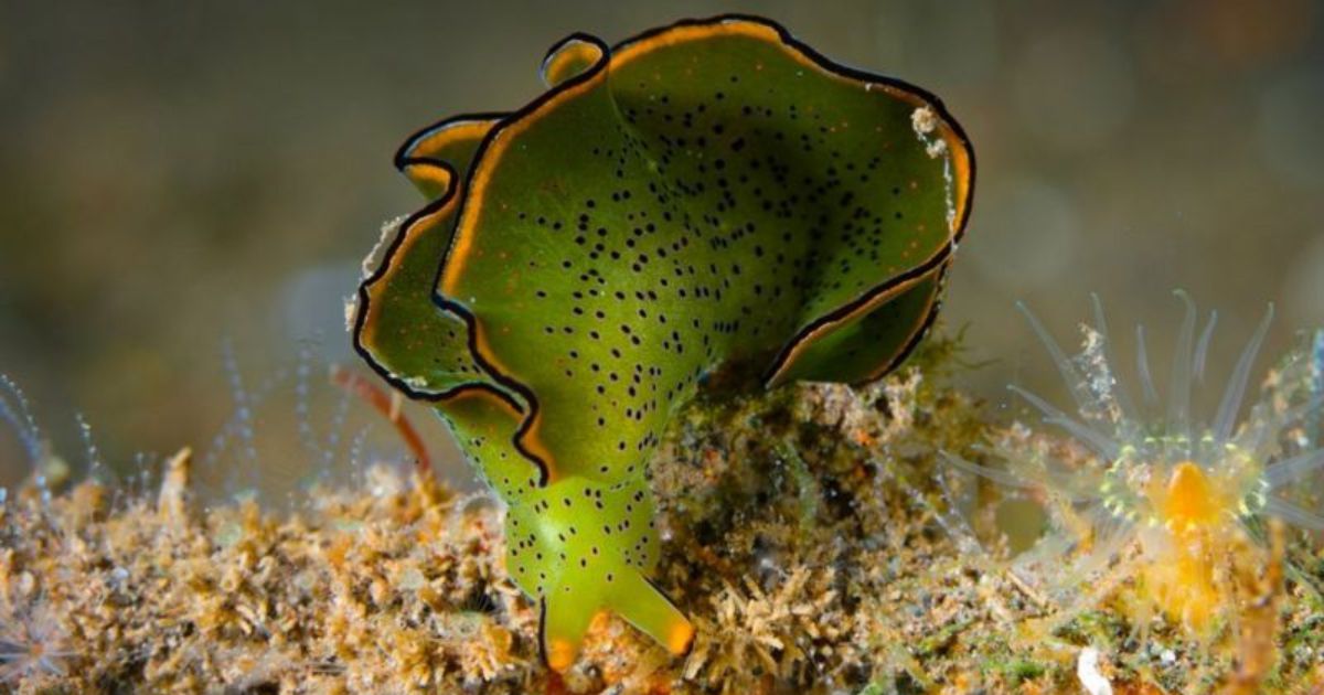 Las sacoglossa, como esta Elysia ornata, secuestran los cloroplastos de las algas para procesar energía de la luz solar.