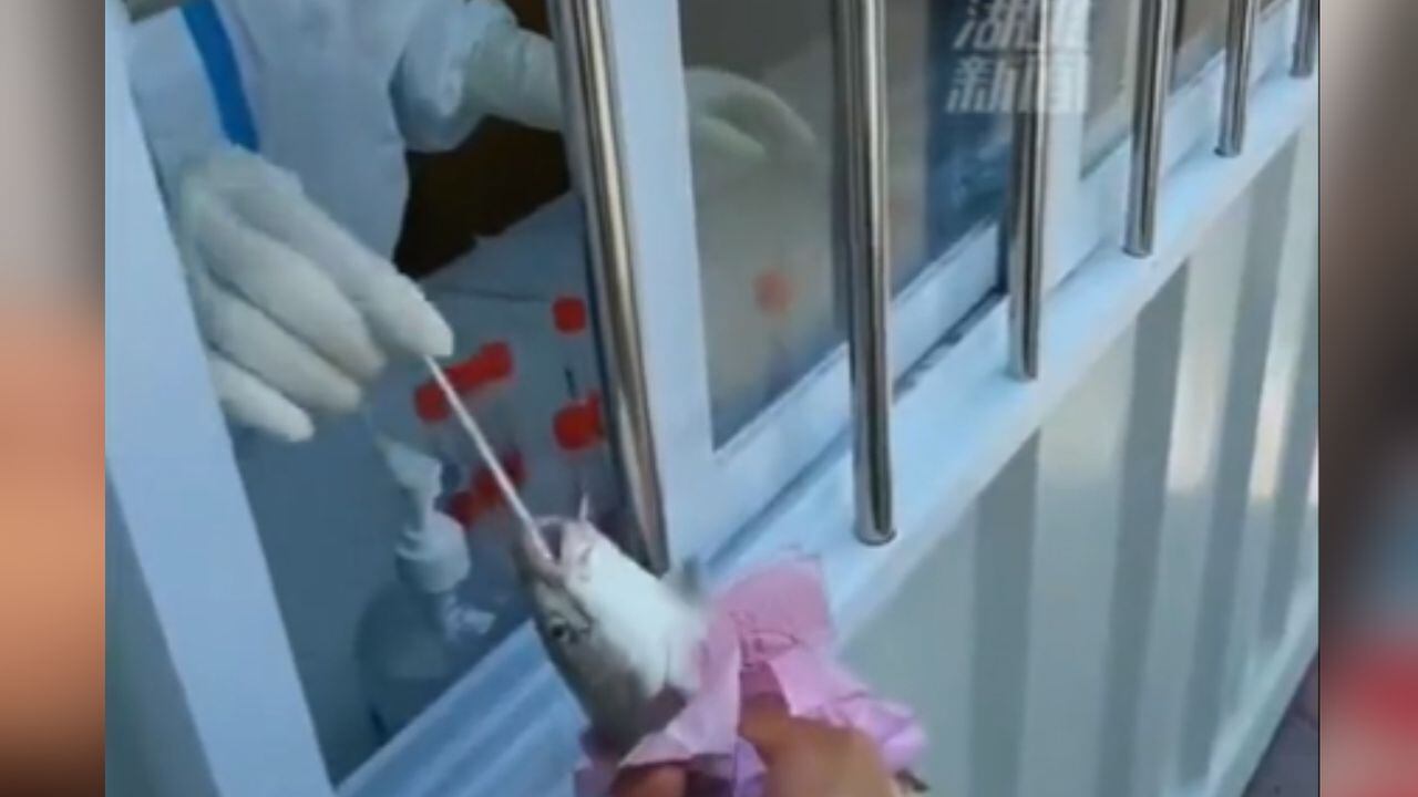 China está realizando pruebas covid a peces y crustáceos