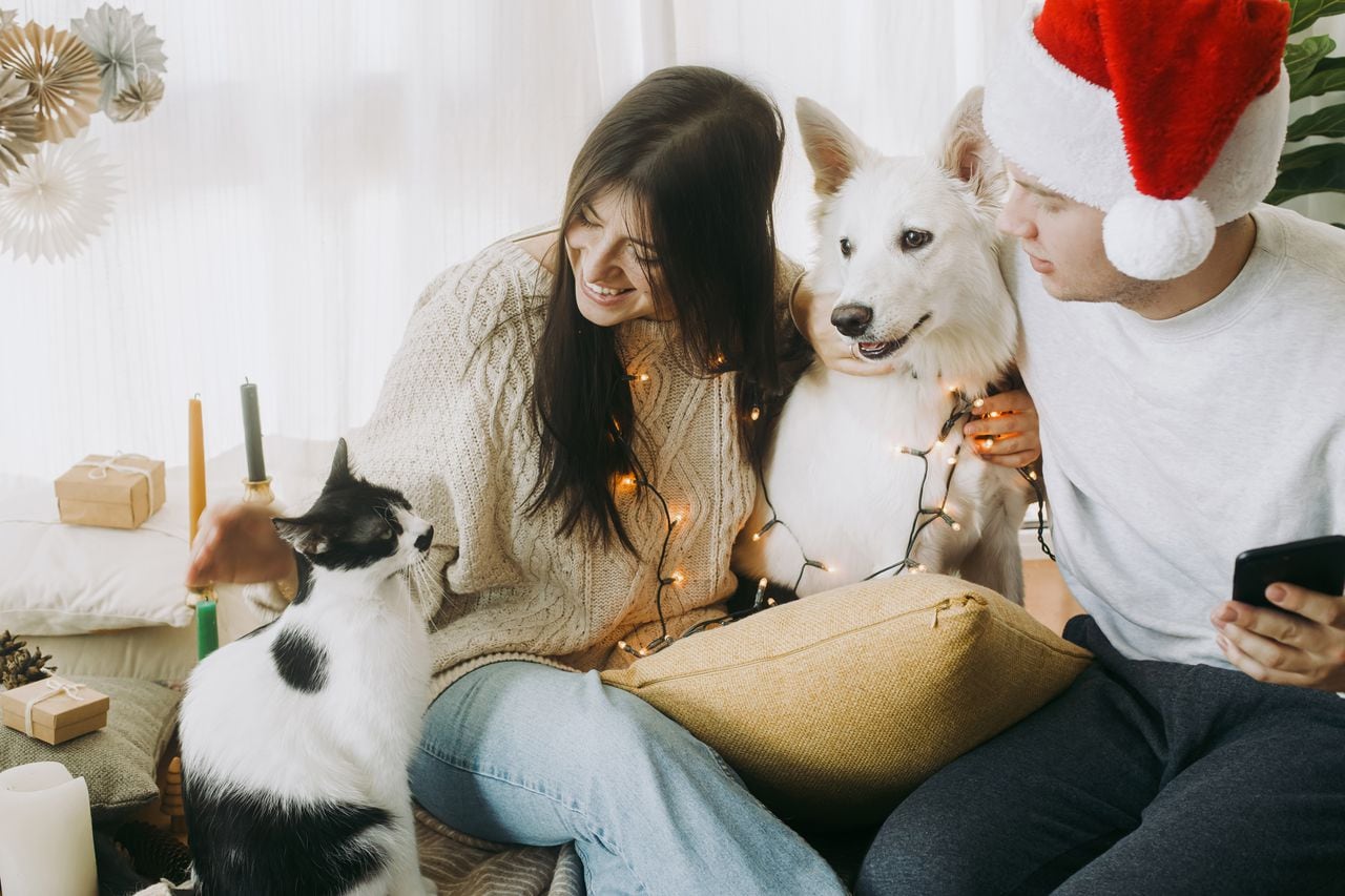 Los mejores tips para pasar las fiestas de fin de año junto a las mascotas.