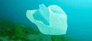 En países como Kenia y Uganda, las bolsas plásticas están prohibidas; y aunque sí existen bolsas de plástico más grueso, su precio es muy alto.