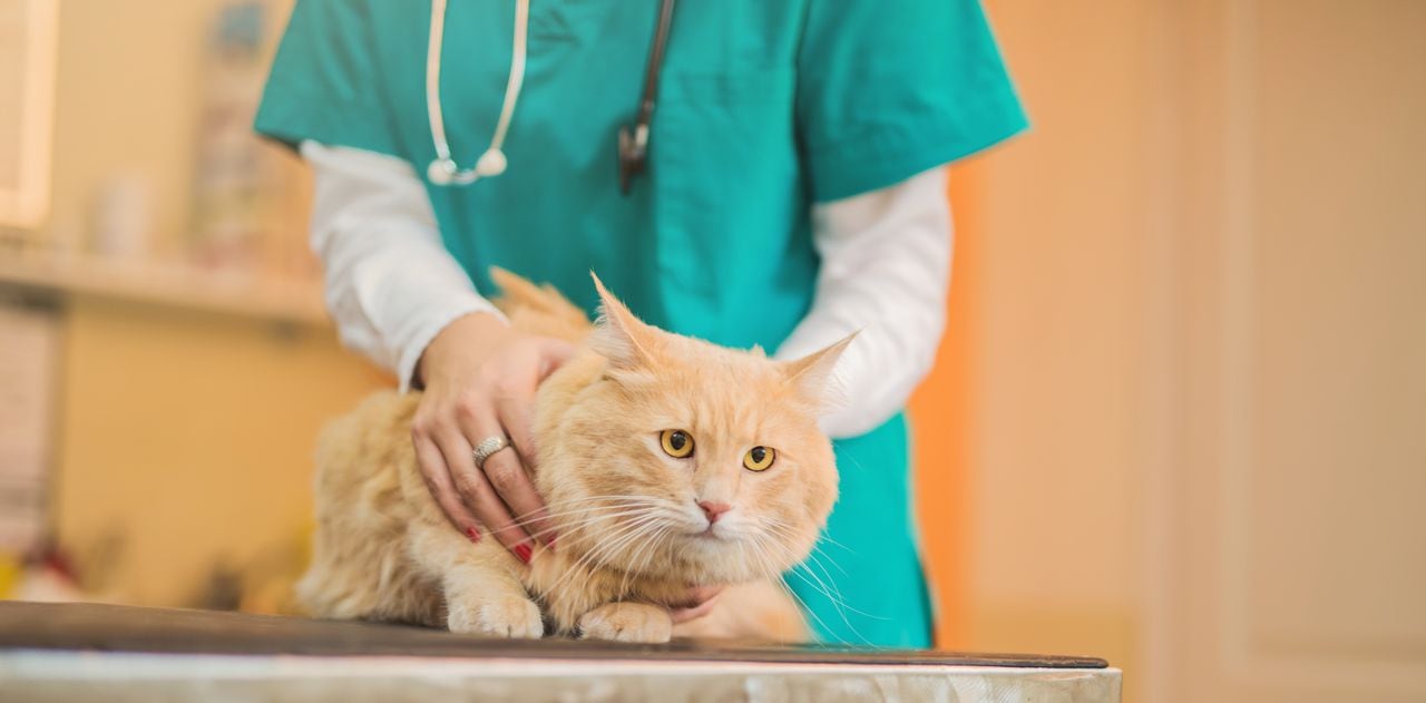 Gato amarillo en veterinaria