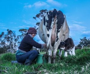 Salomé, de 34 años, ordeña cada día en dos jornadas. La leche es la única fuente de ingresos para ella y para la mayoría de campesinos en la vereda.