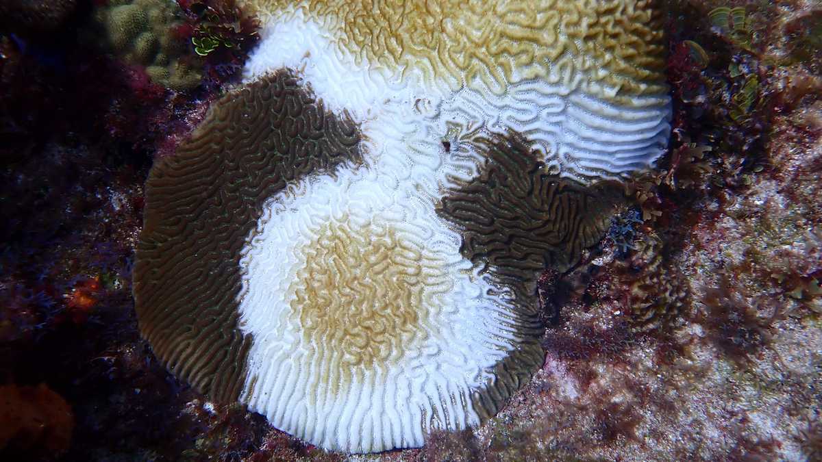 Alerta máxima en el archipiélago de San Andrés por una enfermedad que está atacando a los corales