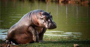 Los hipopótamos son una especie invasora en Colombia. Foto: Felipe Villegas/Instituto Humboldt.