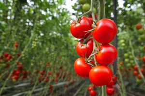 Tomates rojos maduros que crecen en un invernadero. Tomates maduros e inmaduros en el fondo.