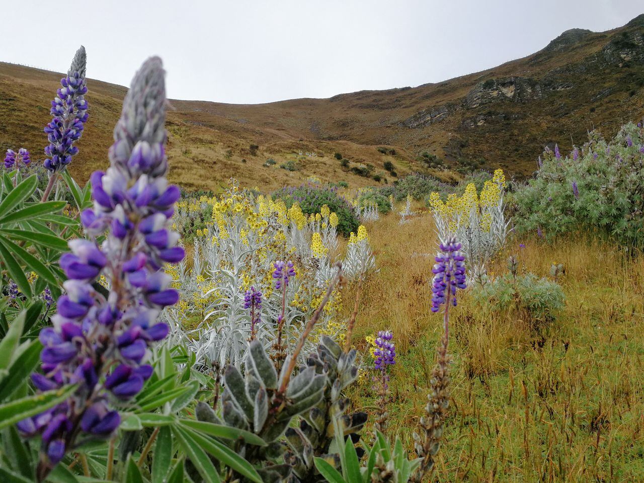 Debido a la variedad de pisos térmicos, que van desde los 600 hasta los 5.330 metros sobre el nivel del mar, en el parque se pueden encontrar desde ambientes selváticos que fungen como un corredor para algunas especies, hasta páramos con sus frailejones, cardones y cojines. Estas particularidades hacen del parque un área de conservación estratégica, pues se tienen identificadas especies endémicas de flora y fauna como el lagarto collarejo o cuatro frailejones de los géneros Espelettia y Espeletiopsis.