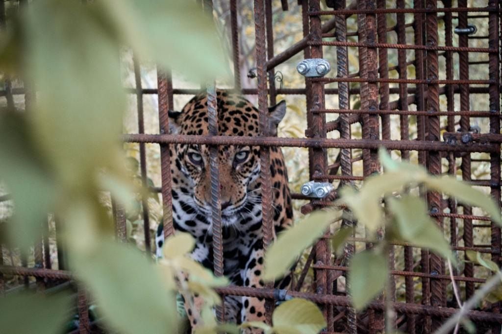 Jaguar liberado en Cesar