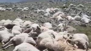 Video: Un rayo mató a más de 500 ovejas que pastaban en un monte