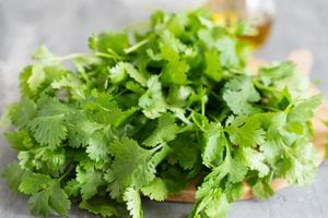 El cilantro, además de aromatizar las comidas, le brinda beneficios al organismo.