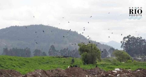 Contaminación de una empresa causó proliferación de gallinazos en Mosquera.