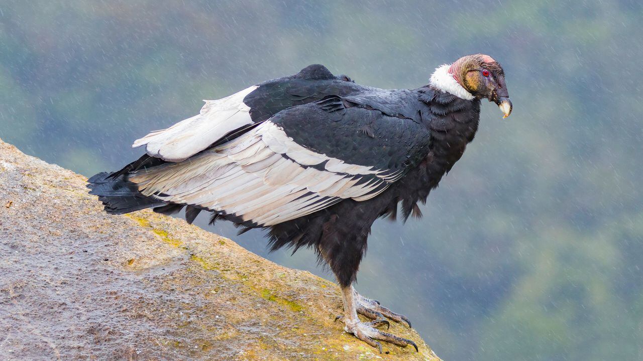 vultur gryphus Cóndor andino o cóndor de los andes