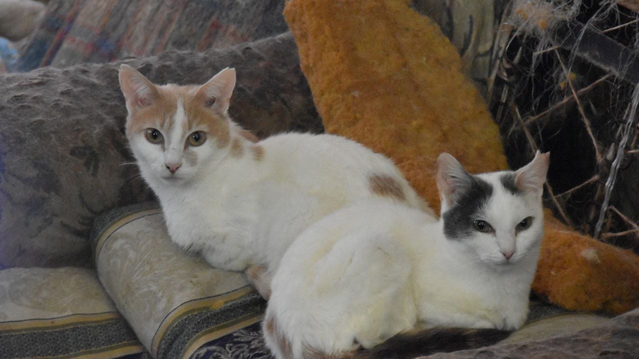 El Instituto de Protección y Bienestar Animal de Bogotá inició el traslado de más de 30 gatos que vivían con una mujer que falleció en Chapinero.