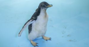 A baby Gentoo penguin (Pygoscelis papua) called Alex is seen in a dry zone at the Inbursa Aquarium, in Mexico City, on January 8, 2021. - A penguin, a subantarctic seabird, was born in an aquarium in Mexico, becoming the first specimen of that species reproduced in captivity in the Latin American country. (Photo by PEDRO PARDO / AFP)