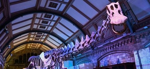 Réplica de un dinosaurio estará en Museo de Londres