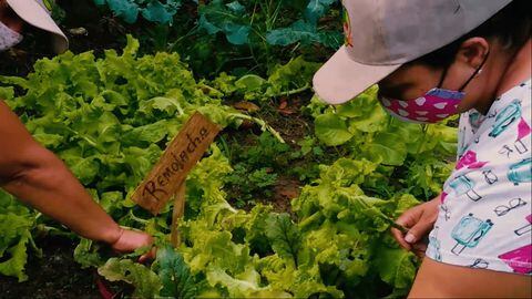 Las mujeres cultivan en sus huertas productos como el achiote y las plantas aromáticas, transformando así su tradición agrícola en una fuente de trabajo e ingresos para ellas y sus familias.