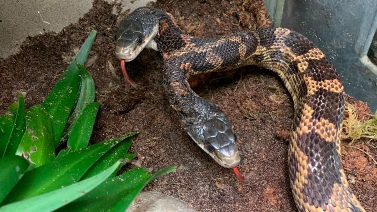 Este tipo de serpientes no suelen sobrevivir en la naturaleza.