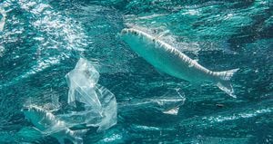 Cada año llegan al mar por lo menos 12 millones de toneladas de productos plásticos que contaminan y ponen en riesgo la supervivencia de las especies que allí habitan. 