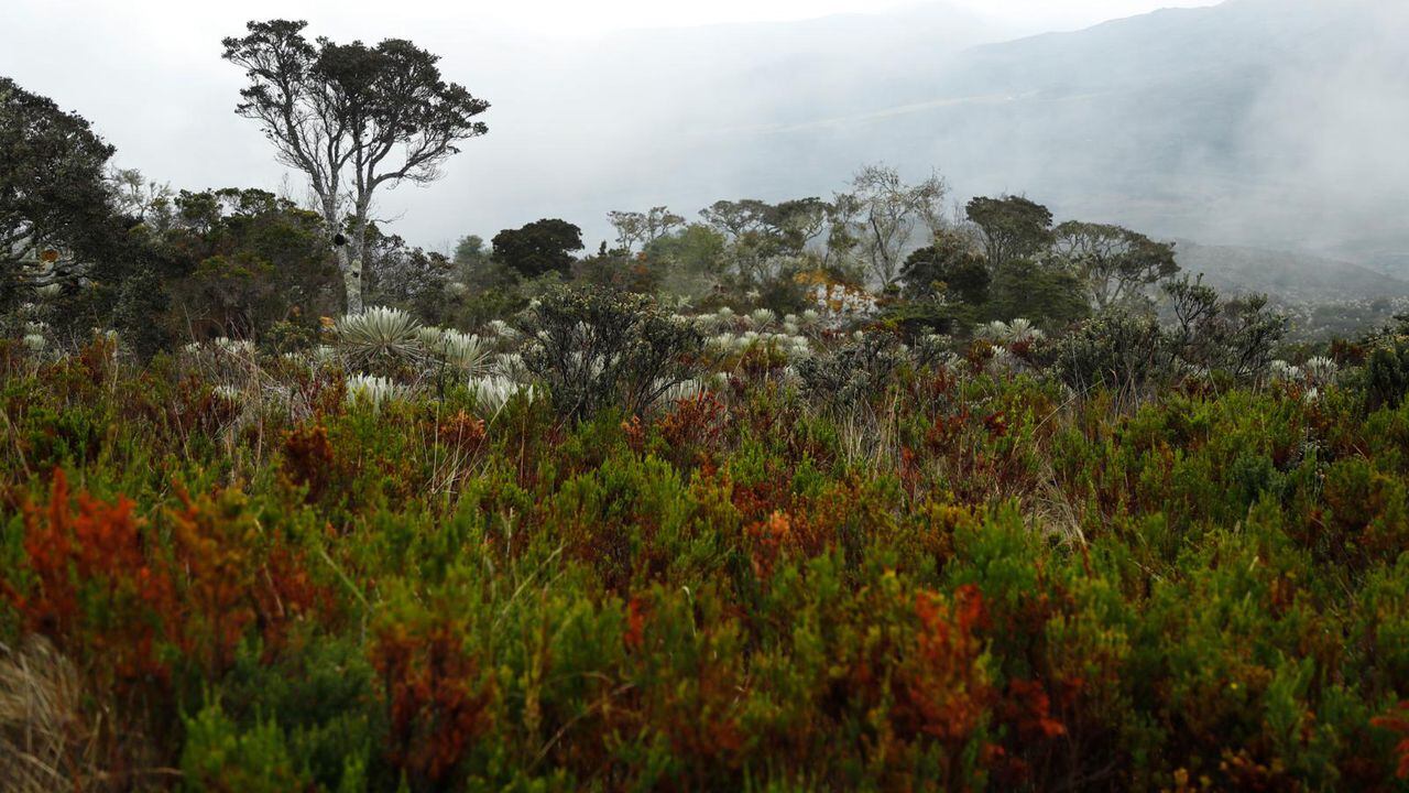 En los ocho jardines botánicos de la provincia boyacense de Ricaurte hay más de 500 especies de plantas de ecosistemas de bosque andino y subpáramo, y más de 40 colecciones de especies nativas.