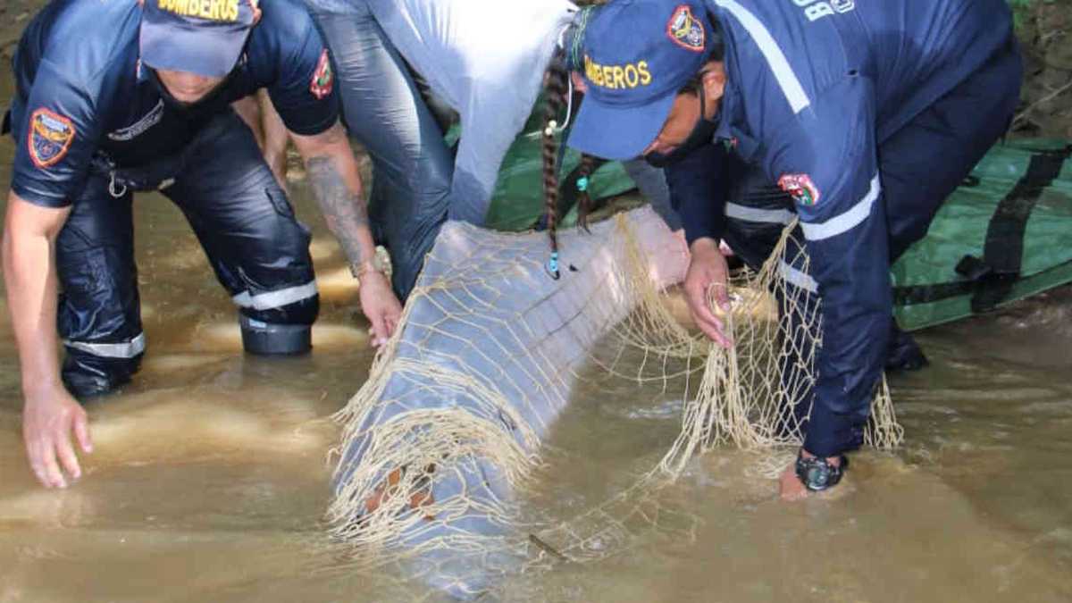 El delfín rosado fue hallado varado en un caño ubicado en zona rural de Arauquita. Foto. Cuerpo de Bomberos de Arauca. 