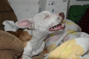 Esta cachorra fue valorada por el equipo médico, encontrando dolor por los golpes
recibidos, fracturas, entre otras lesiones.