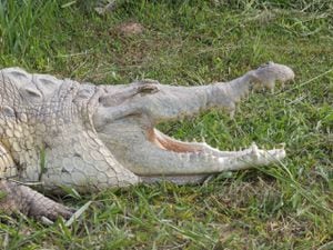 El caimán llanero (Crocodylus intermedius) está catalogado como una especie En Peligro Crítico de extinción.