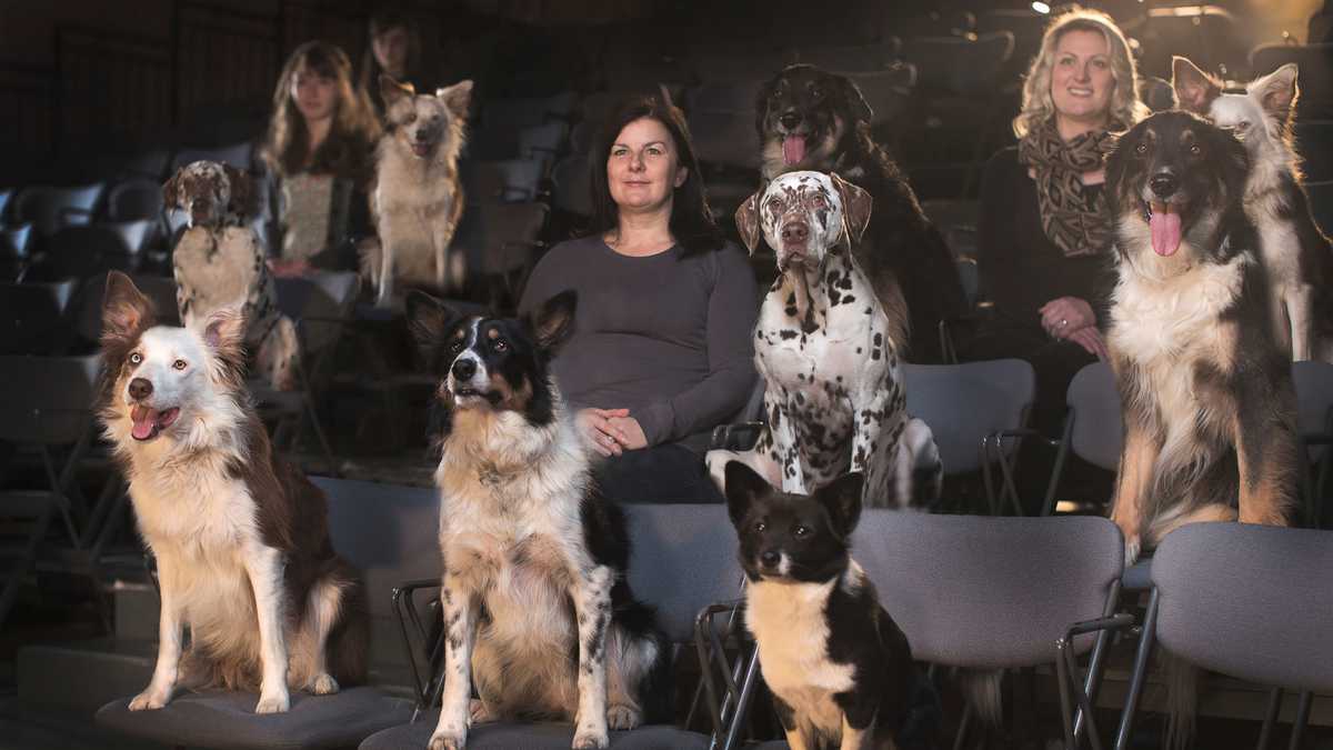 Sala de cine perros