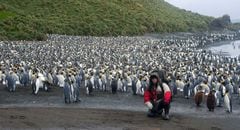 Foto tomada en la isla subantártica de Macquarie (con pingüinos rey).