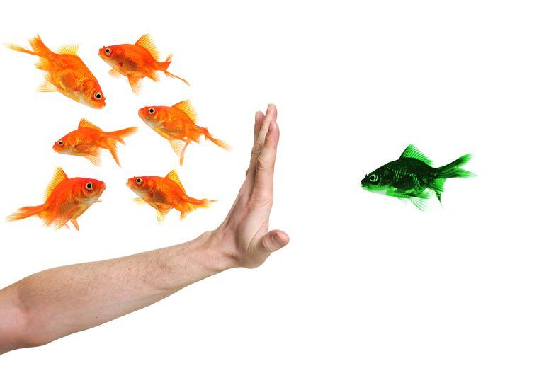 hand discriminating green goldfish isolated on white
