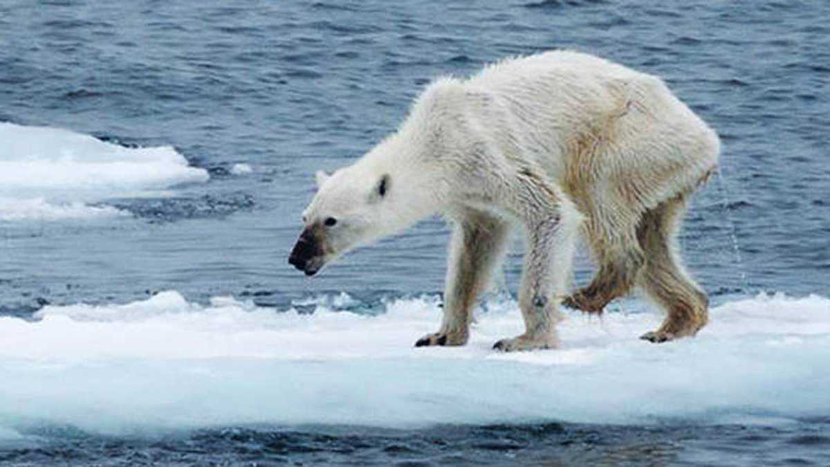 La foto de una osa polar desnutrida, el año pasado, mostró la impactante realidad de estos animales. (Foto de Kerstin Langenberger).