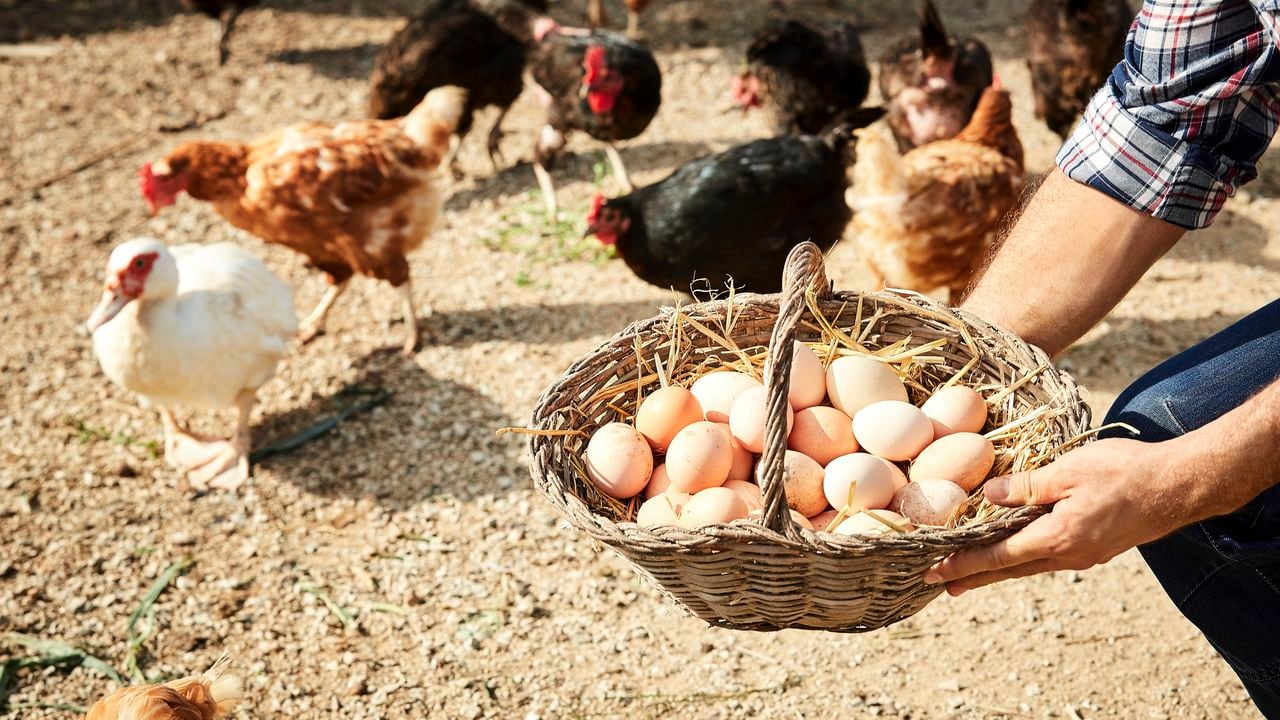 Foto de referencia sobre gallinas y huevos