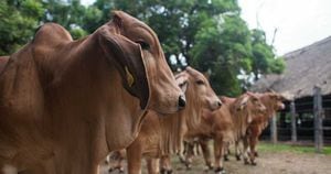 Según el ICA se revisaron 28 predios en la zona de alta vigilancia de Arauca, con un censo bovino de 1.047 animales.