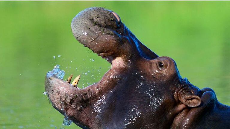 Los cuatro hipopótamos que llevó Pablo Escobar a su zoológico privado se multiplicaron aceleradamente.