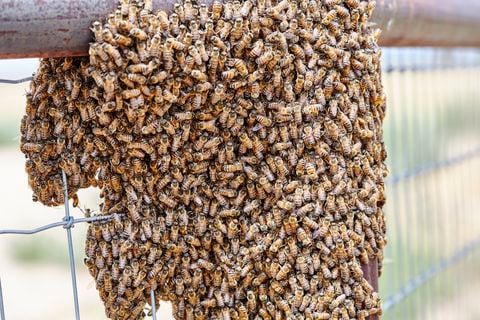 Las abejas africanas atacaron a varios ciudadanos en Antioquia