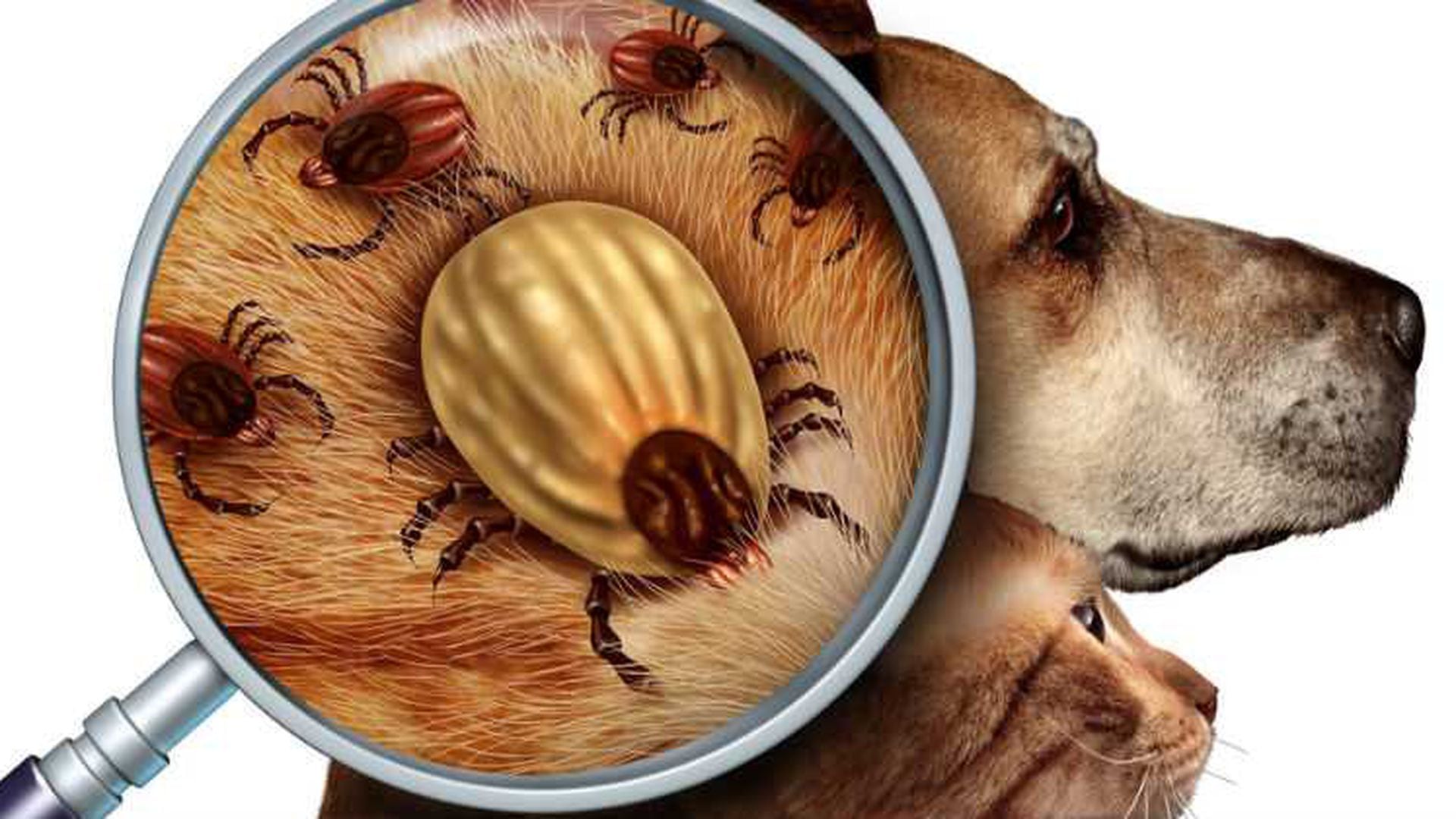 Remedios caseros para controlar las plagas en perros y gatos