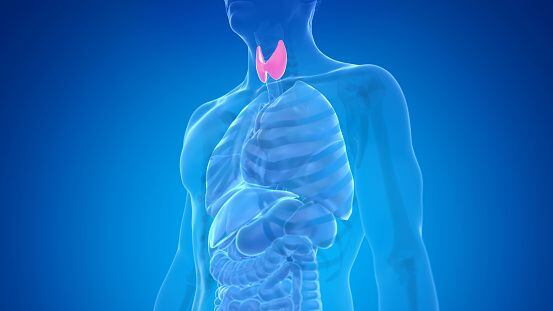 Por tratarse de un órgano del cuerpo importante, cualquier alteración en su funcionamiento puede derivar demasiadas o muy pocas hormonas, produciendo enfermedades como Bocio, es decir, el agrandamiento de la tiroides, nódulos o bultos e incluso cáncer.