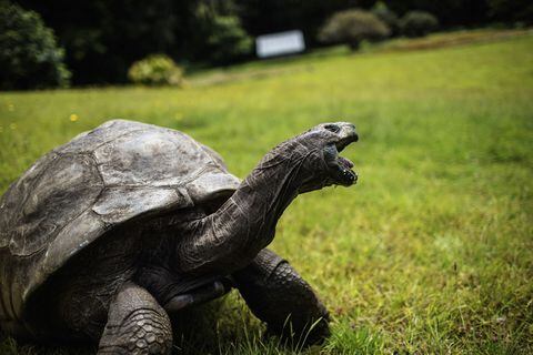 Según los cálculos, la tortuga nació pocos años después de la muerte de Napoleón Bonaparte.