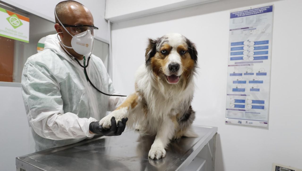 Los perros requieren ser atendidos periódicamente con el veterinario, y no solo cuando se enfermen.